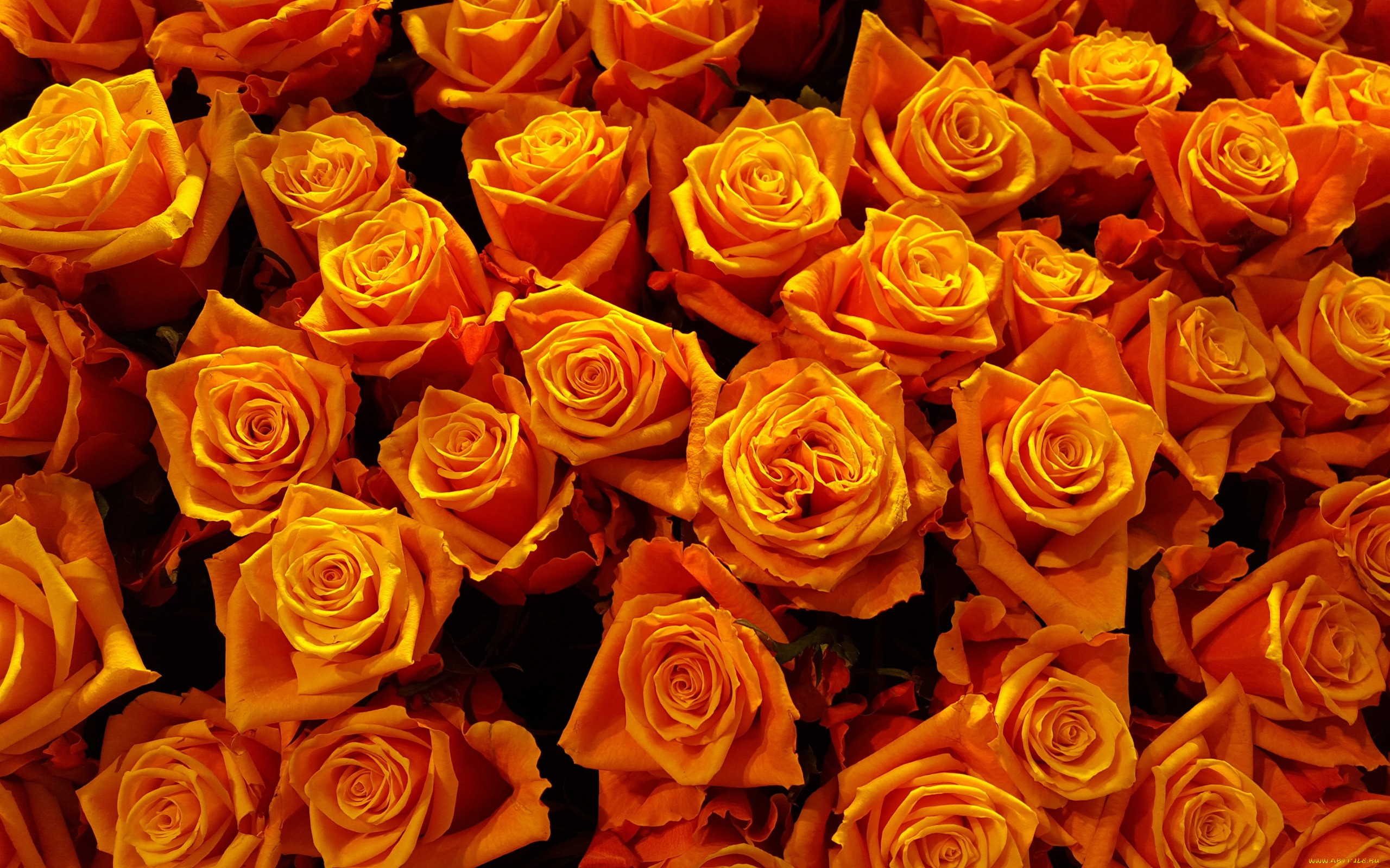 , , , , , , , , , 